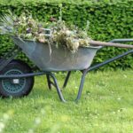 Old wheelbarrow filled with garden waste and weeds in a lush green backyard.