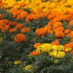 A colorful field of blooming orange and yellow marigold flowers showcasing nature's beauty.